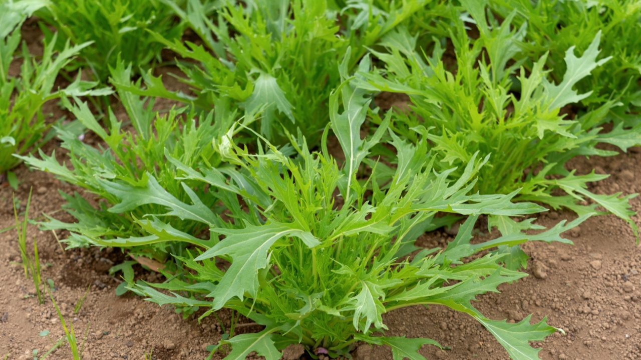 Cultivating Mizuna in an outdoor field Cultivating Mizuna in an outdoor field