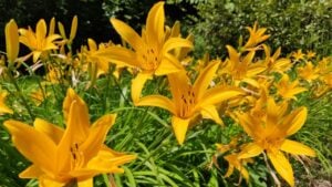 A closeup shot of yellow Amur Daylily flowers in a garden on a sunny day