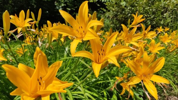 21 Best Companion Plants to Keep Near Daylilies