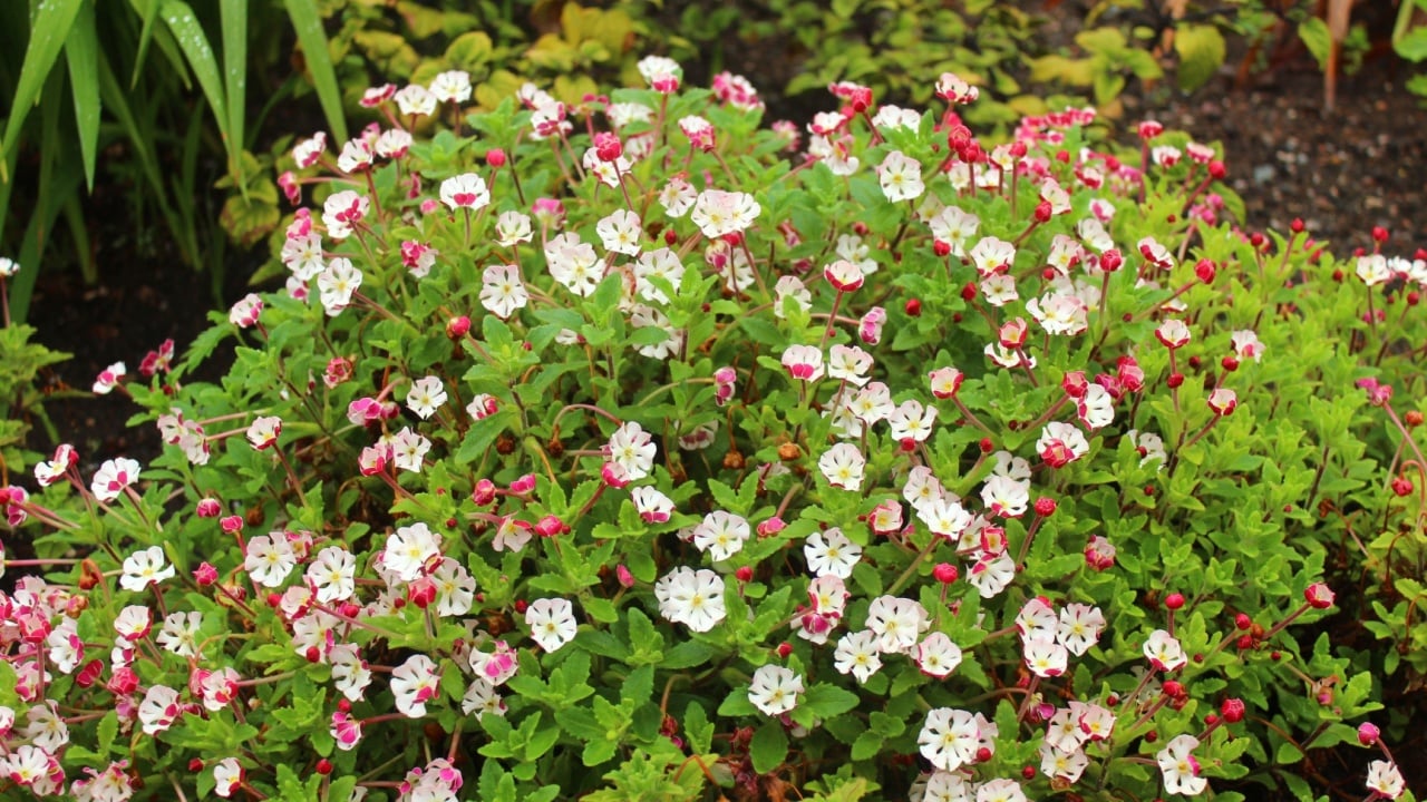 Zaluzianskya ovata, night scented phlox, evergreen perennial with white blossoms