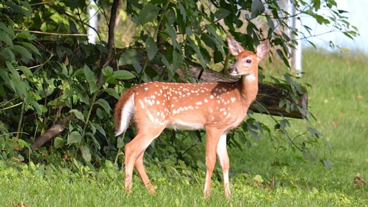 21 Animals You Can Find in Your Backyard Across the U.S.