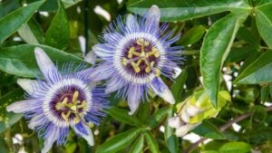 Two striking passionflowers display their vivid purple and white petals among lush green leaves. Blooming in a vibrant garden during late spring, they attract pollinators.