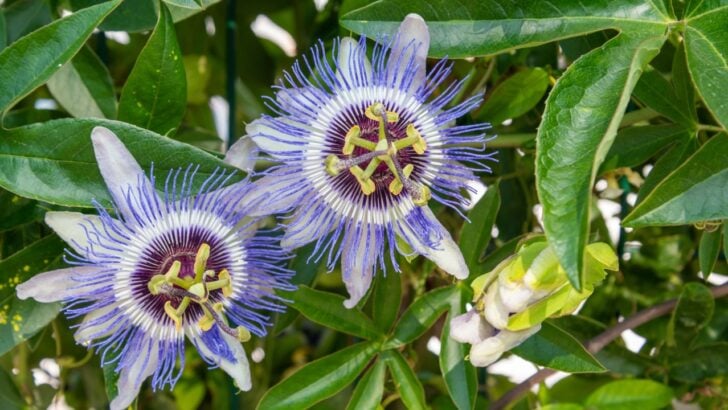 16 Flowering Vines That Look Great and Return Every Year