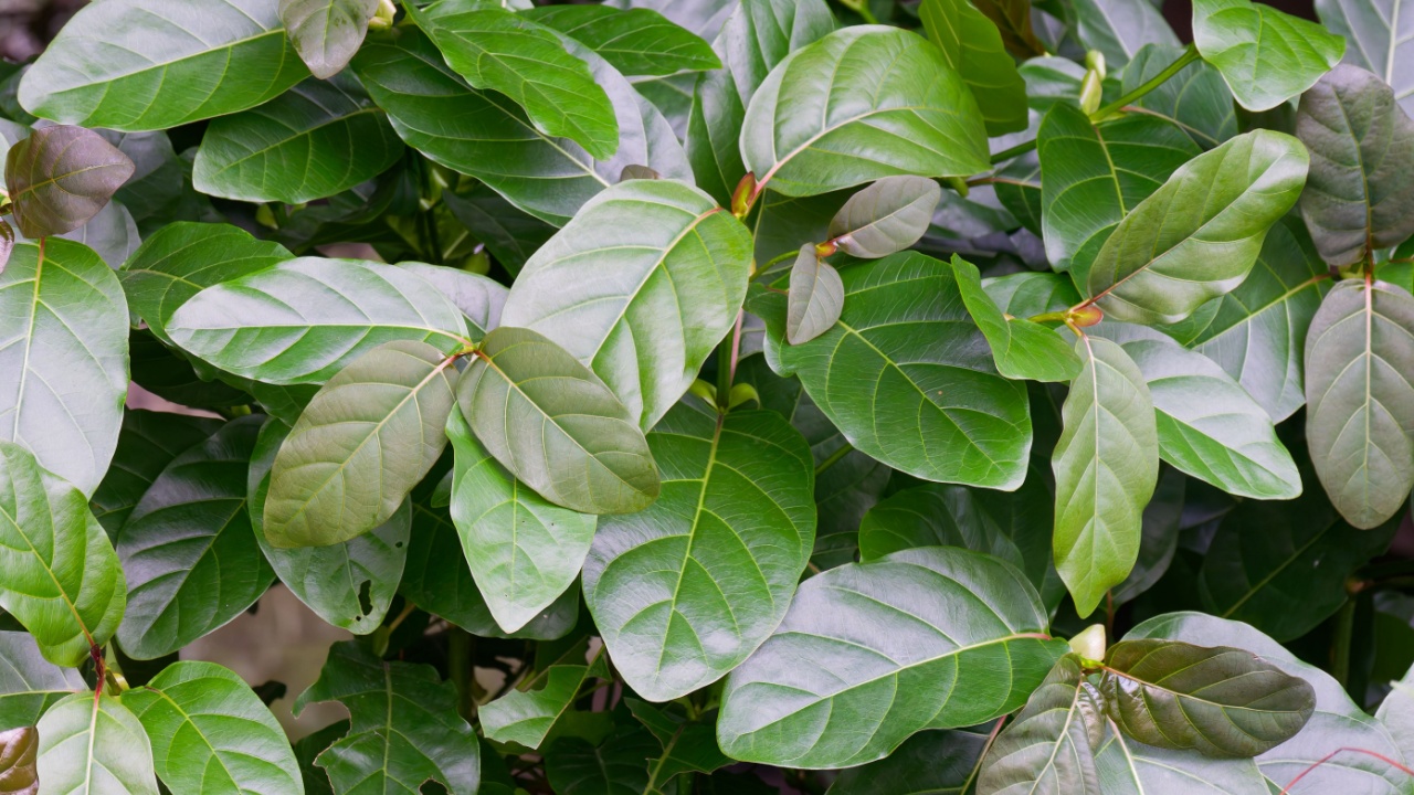 Detailed close up of lush Ficus lyrata leaves. The vibrant green tropical foliage forms a beautiful natural background full of life.