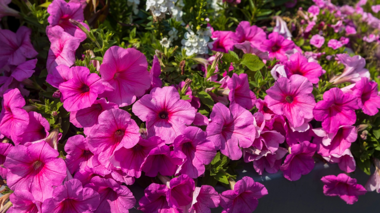 Petunias or surfinias, Supertunia Vista varieties. The flowers have a rich pink shade