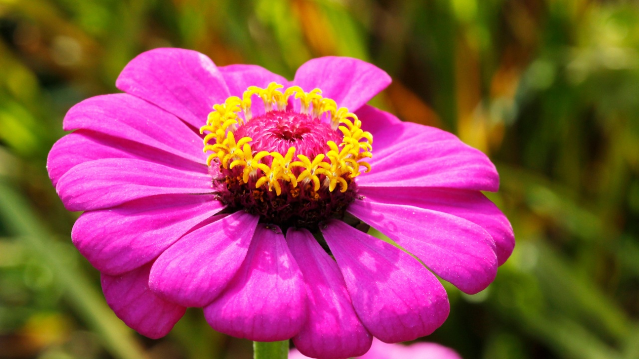 purple zinnia flower Zinnia. Asteraceae.