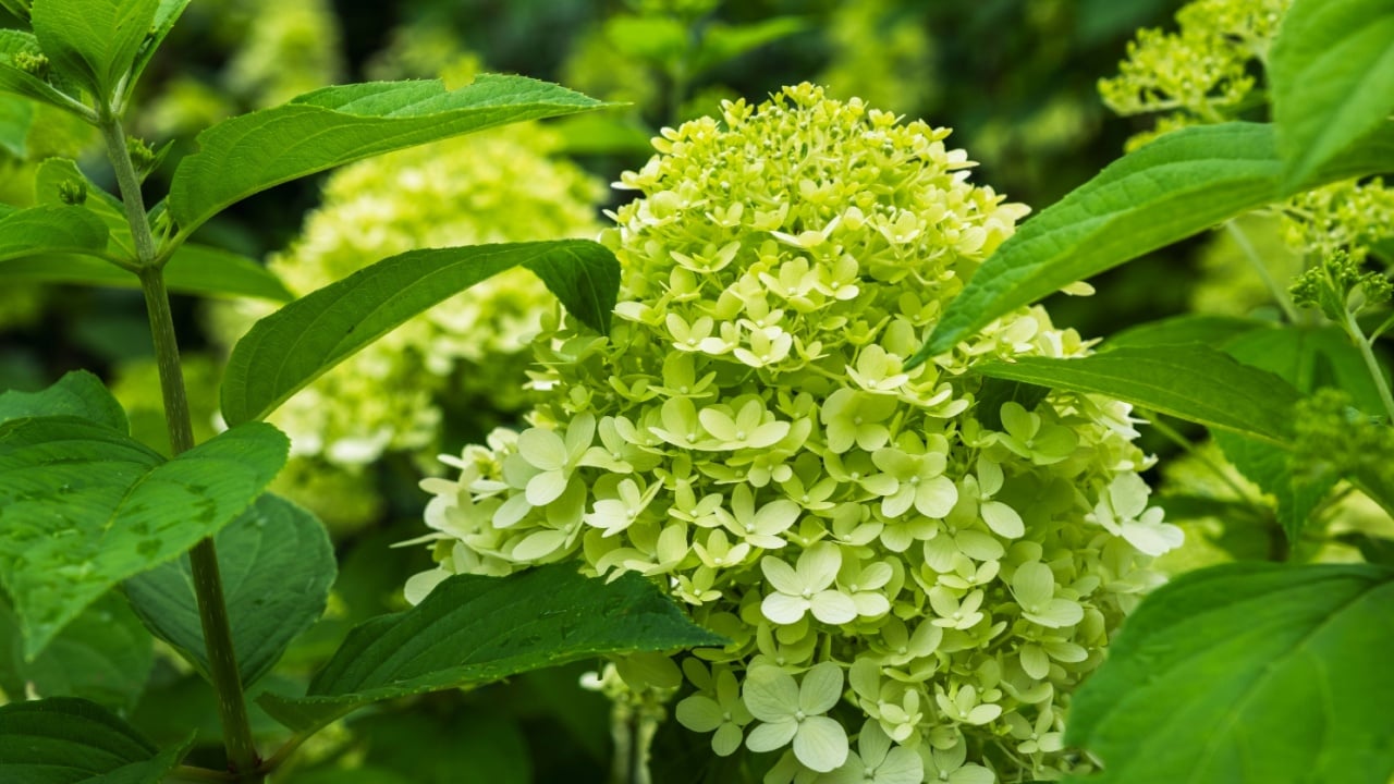 Little Lime Hydrangea paniculata blooming in the garden