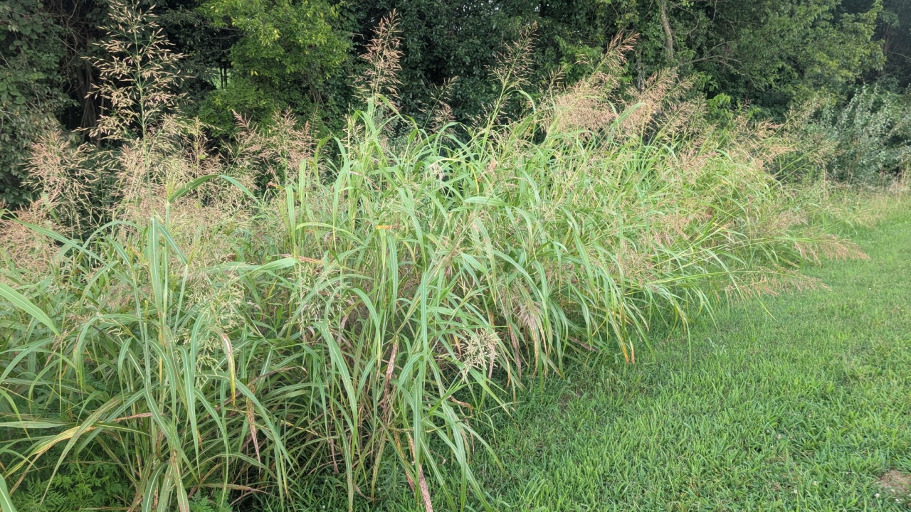 A stand of blooming invasive Johnson grass (Sorghum halepense) borders a mowed lawn in Illinois 