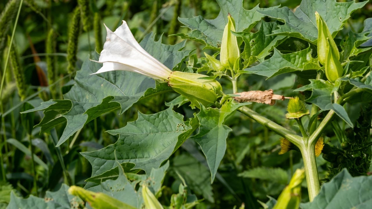 Datura inoxia, also known as downy thorn apple, pricklyburr, or recurved thorn-apple, blooming with white trumpet-shaped flowers in a field