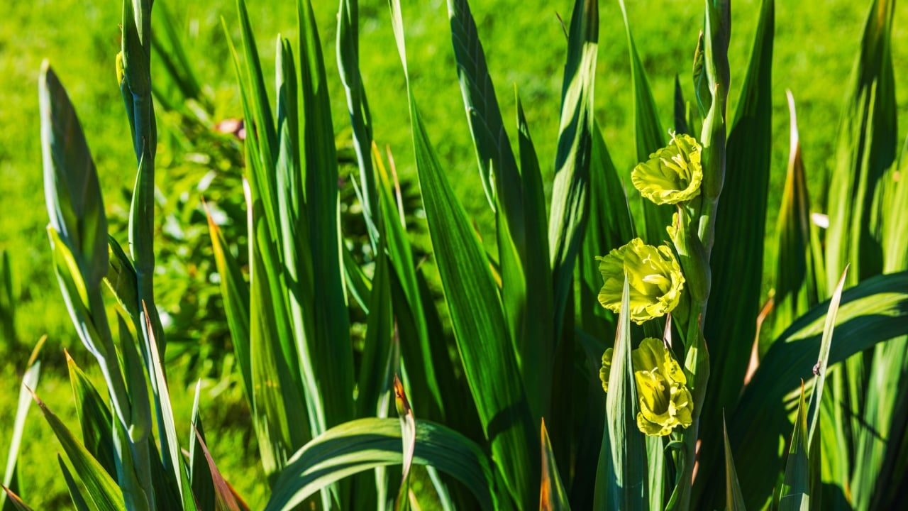 Close up view of green gladiolus flowers blooming among tall leaves in sunlight. Sweden.