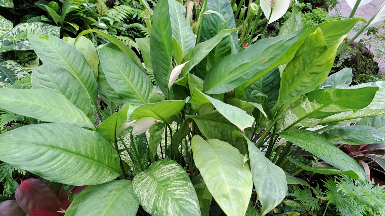 Peace Lily is a popular houseplant known for its elegant white flowers and easy care.