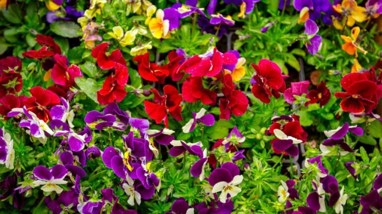 Cluster of potted colorful blooming pansy flowers as blooming is placed, arranged in florist yard, placed in flowerpots.