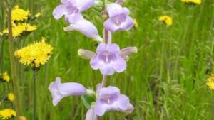 Penstemon grandiflorus - Large Beardtongue Native North American Prairie Wildflower