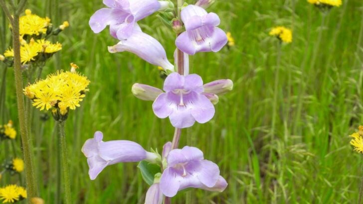 10 Drought Tolerance Flowers to Try for Easier Landscaping