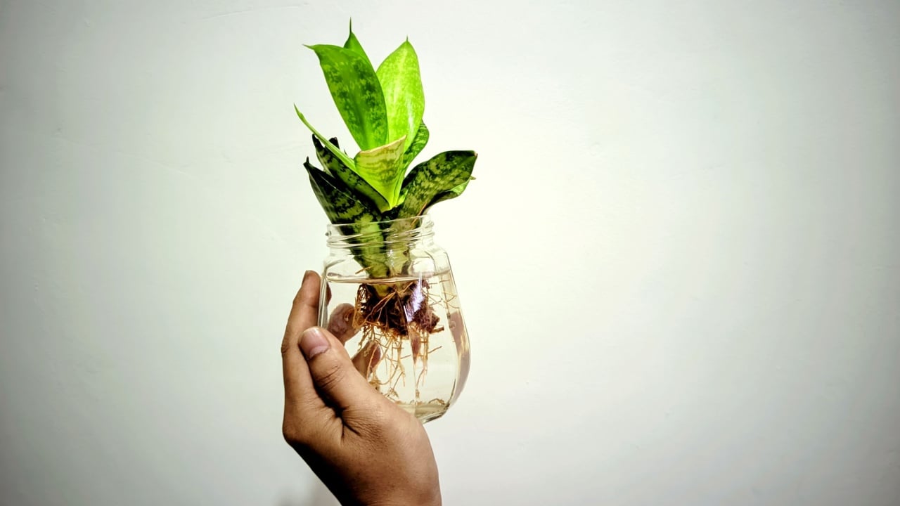 Hand Holding Glass Jar with Snake Plant in Water &ndash; Eco-Friendly Indoor Decoration