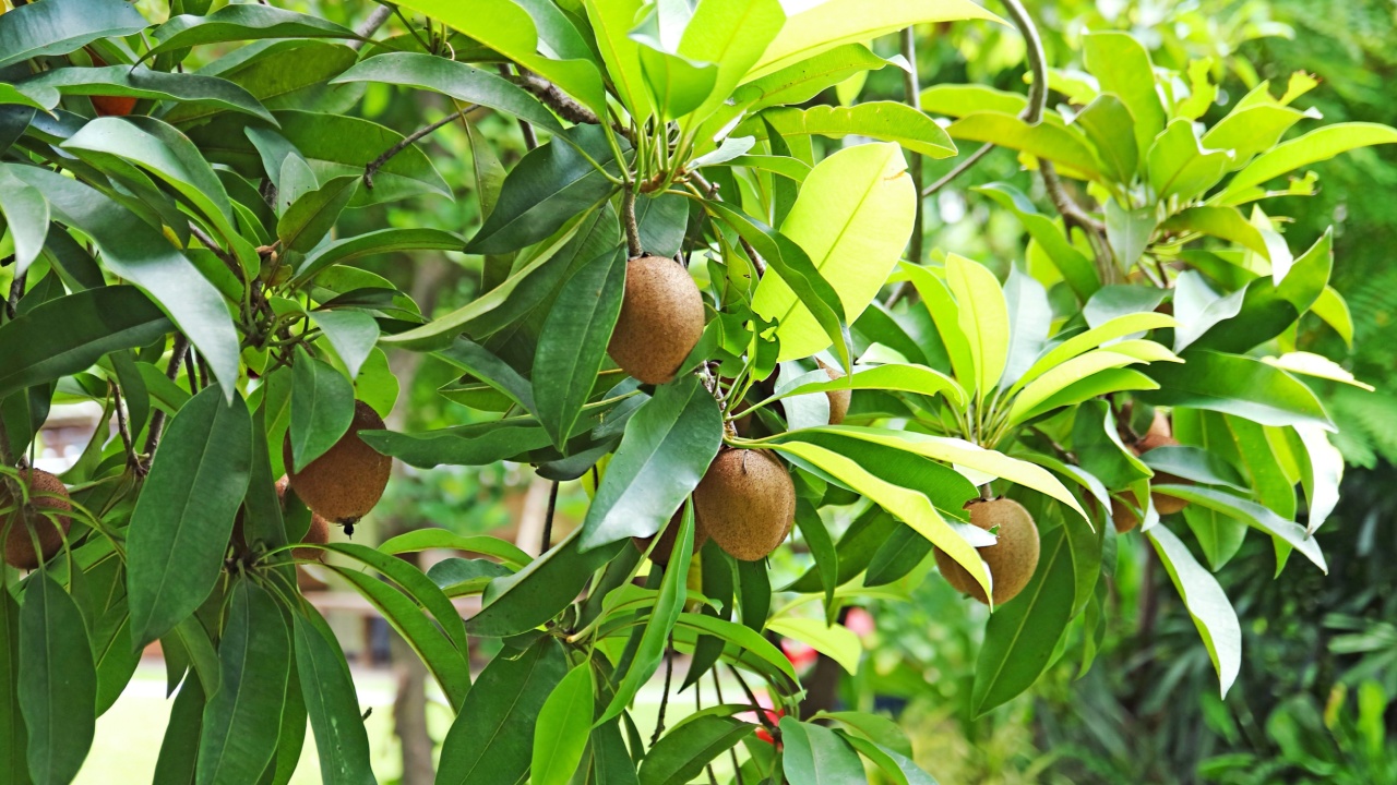 Tropical Pulse, Sapodilla Tree Bearing Fruits