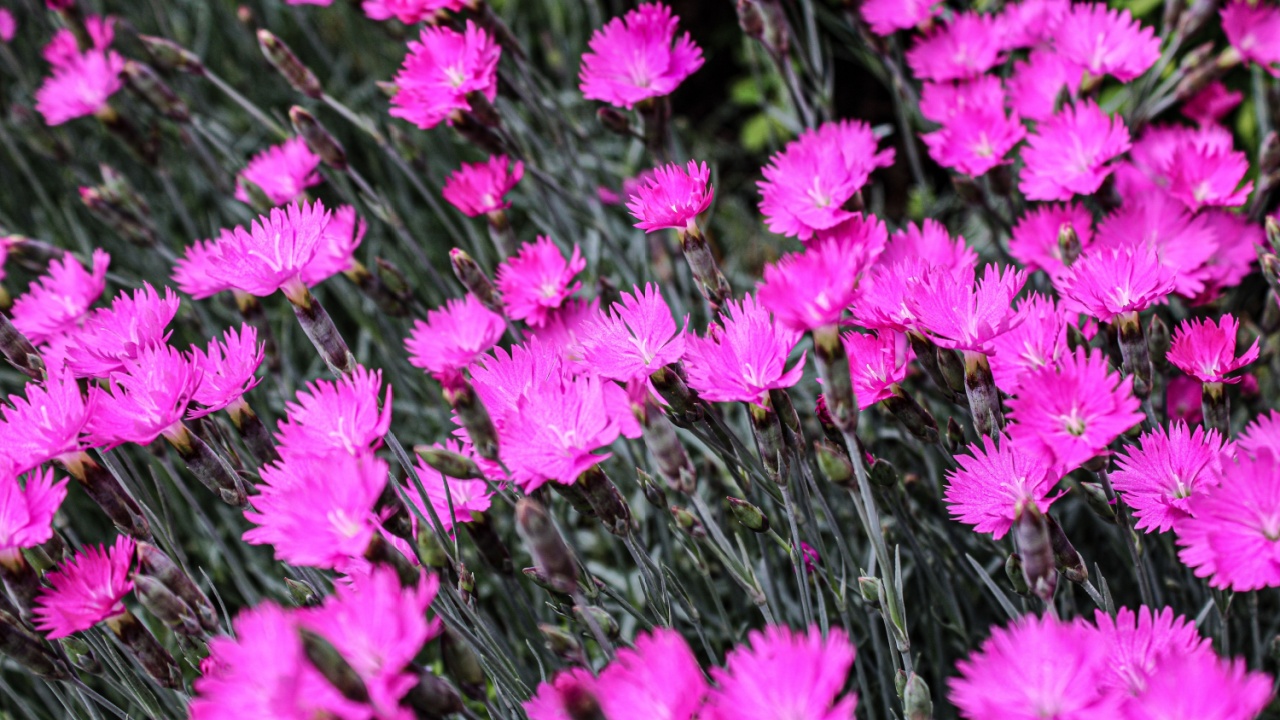 Dianthus pinks flowers in bloom growing outdoors in nature