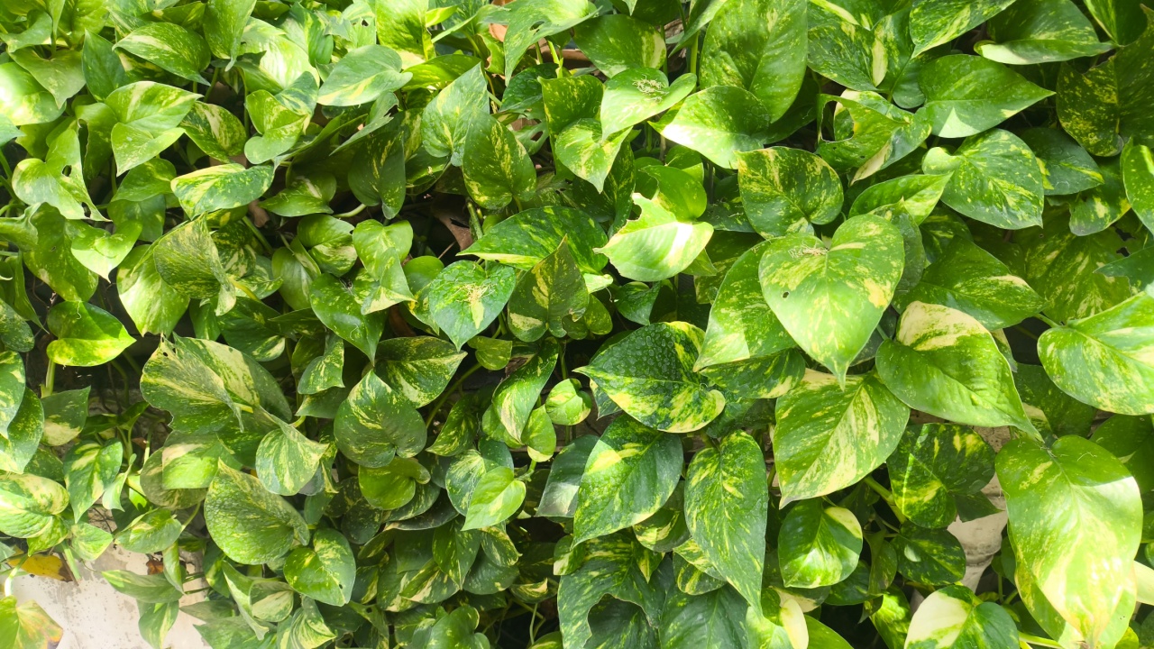 Dense variegated pothos hedge — glossy green and yellow leaves forming a vibrant living wall texture for garden and botanical backgrounds