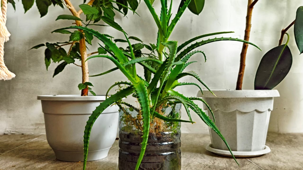 Lively aloe vera plant is showcased in a jar beside two elegant pots under bright indoor lighting.