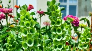 Vibrant Bells of Ireland flowers with green foliage set against a blurred building background on a sunny day.