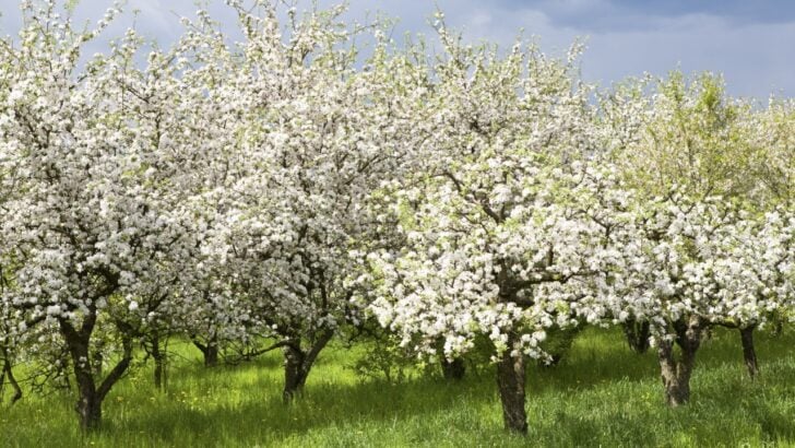 21 Easy to Maintain Fruit Trees Worth Growing