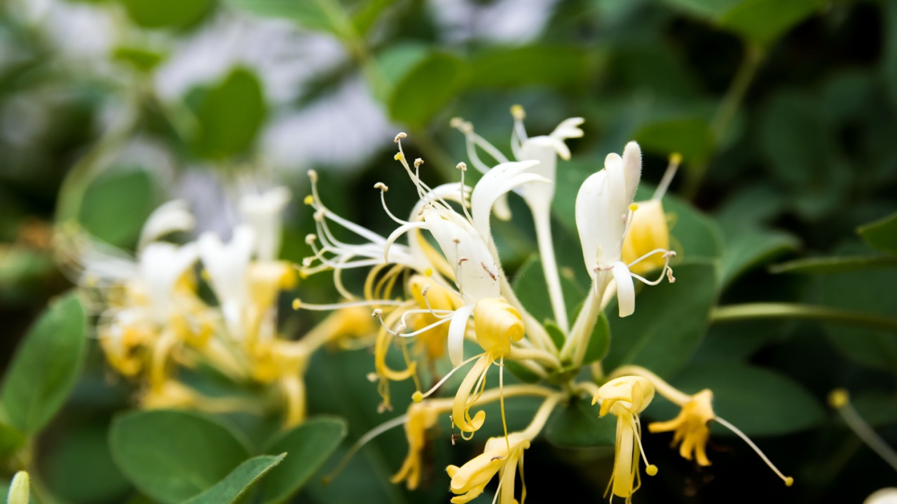 Japanese Honeysuckle