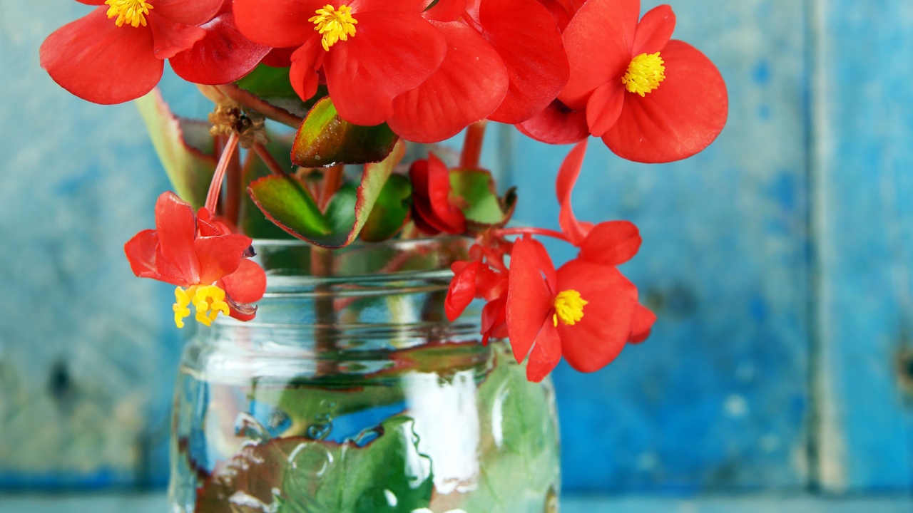 home gardening, water propagating begonia variety, partially submerge stem in a jar of water