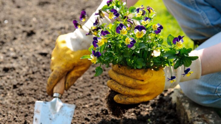 21 Easy Plants for First-Time Gardeners