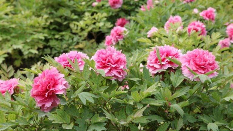 Pink peony and bees