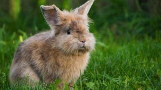 Rabbit in a meadow
