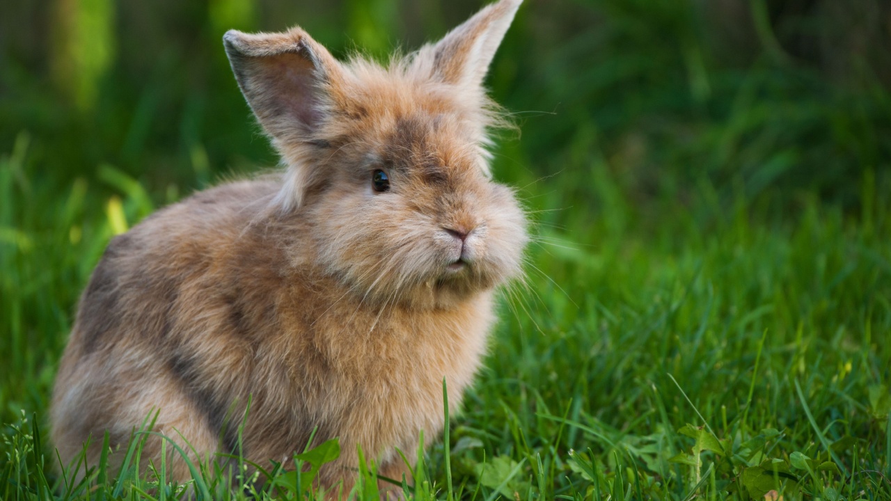 Rabbit in a meadow