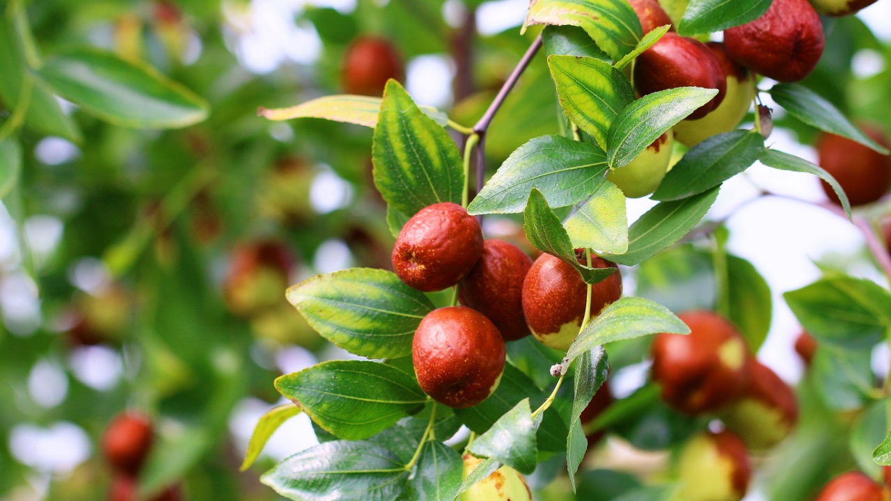 Jujube tree