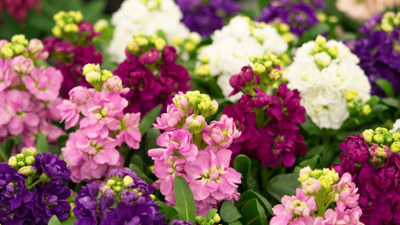 Stock flowers