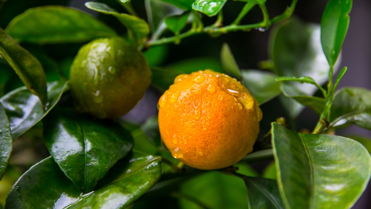 Kumquat, Tound and Marumi Kumquat