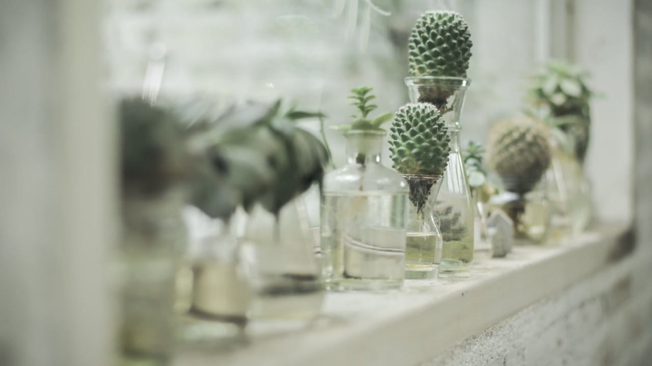 plant in glass bottle, cactus in the garden, terrarium, mini succulent and cactus garden in glass terrarium, branch, flowers, glass of bottle decorations