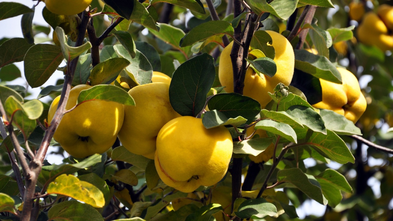 Branch of tree with ripe fruits of quince and leaves