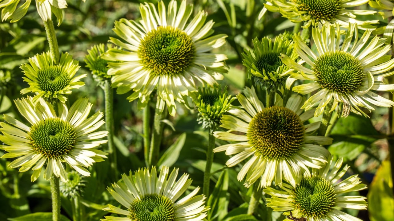 environment of blooming flowers of green jewel Echinacea or coneflowers in closeup in perennial garden, flora or homeopathic alternative medicine