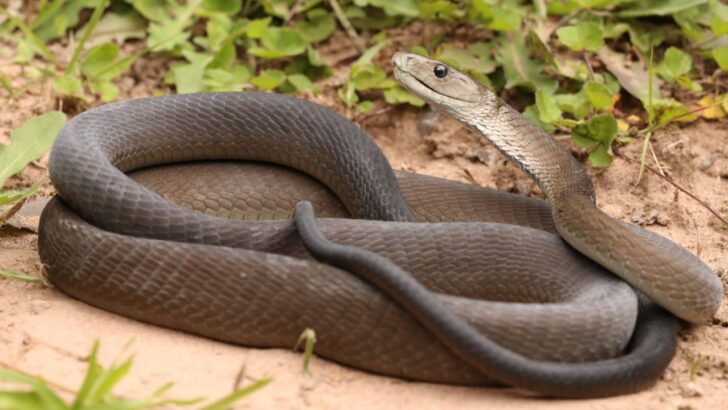 9 Fastest Snakes In The World (And Where They Live)