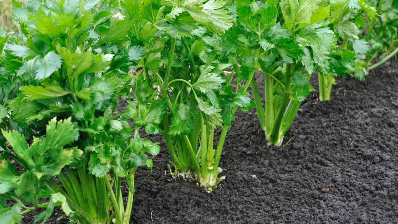 close-up of celery plantation (leaf vegetable) in the vegetable garden, view from above