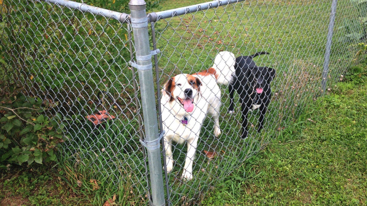 A pair of dogs, one black and one white and brown, are seen through a chainlink fence.