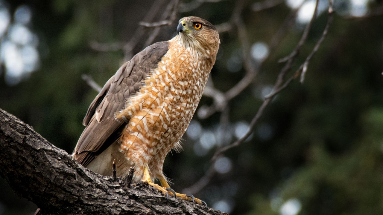 Cooper's Hawk at Belmar Park, Lakewood, Colorado, USA. April 23, 2017