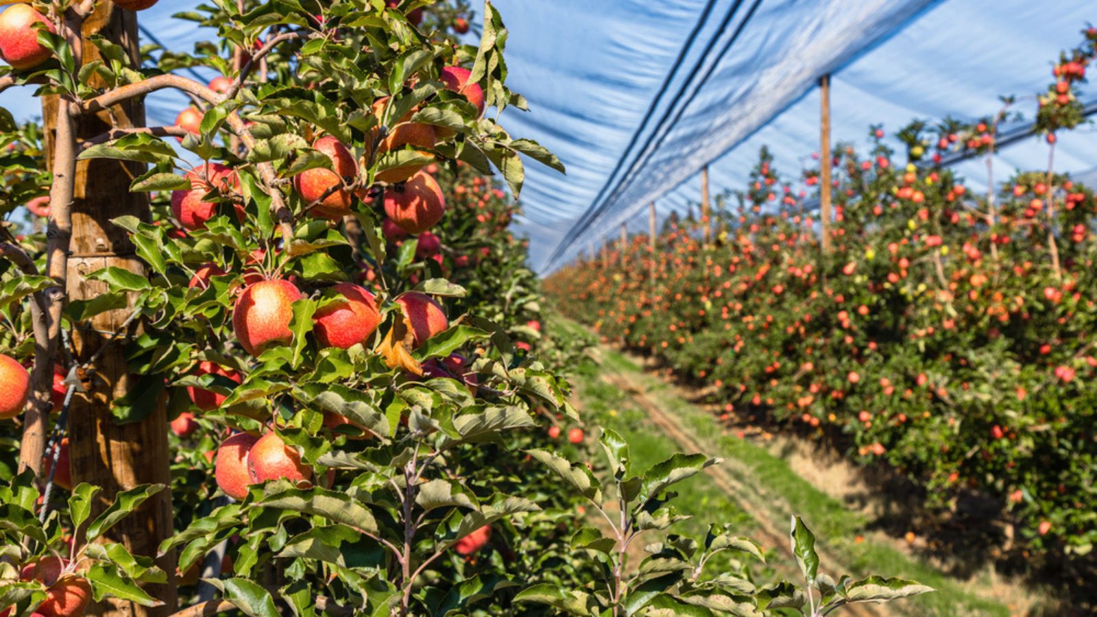 Abundant apple harvest on a Spanish apple orchard