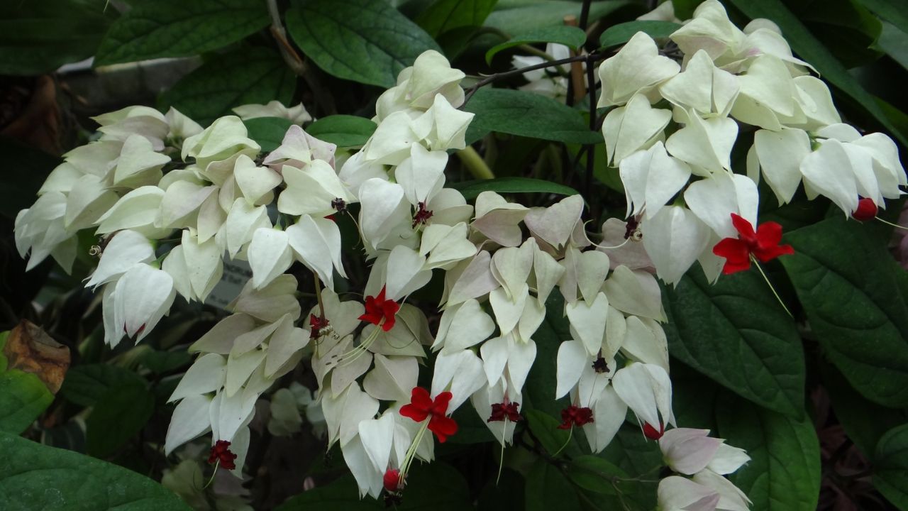 Bleeding Heart Vine (Clerodendrum thomsoniae)