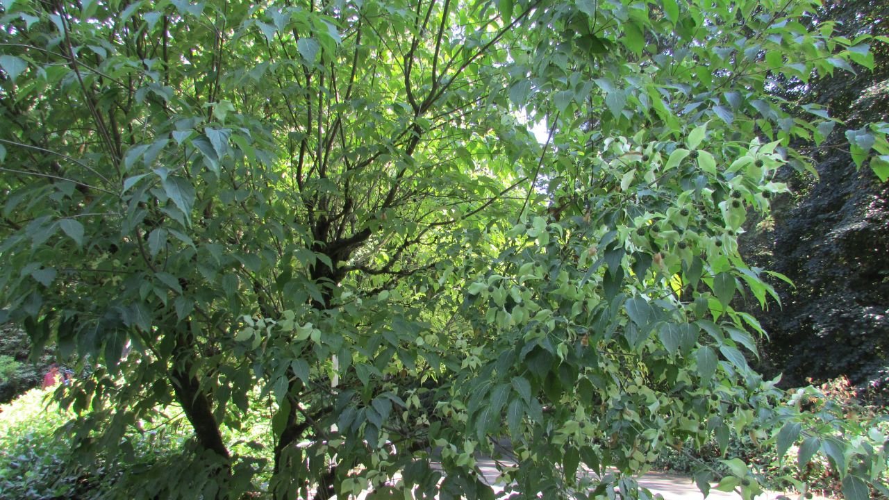 Japanese Stewartia (Stewartia pseudocamellia)