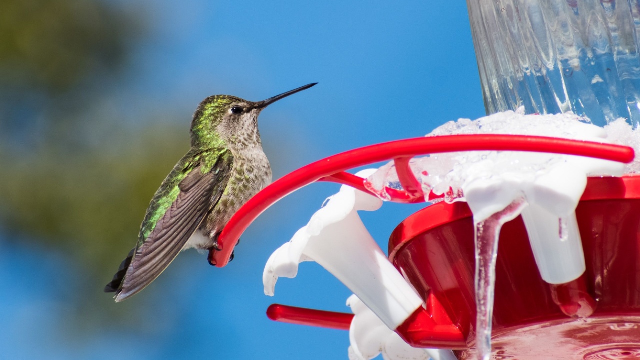 Cute Anna's Hummingbird sitting on a garden feeder on an unusual cold winter day; part of the feeder is frozen and covered by ice; San Jose, south San Francisco bay area, California