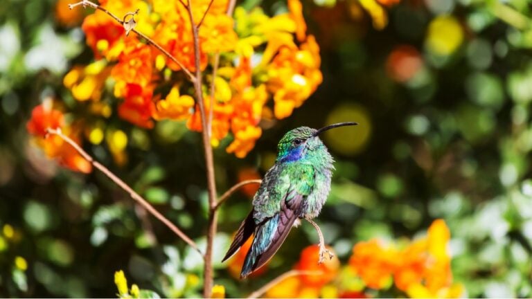 Colorful Hummingbird in Costa Rica, Central America