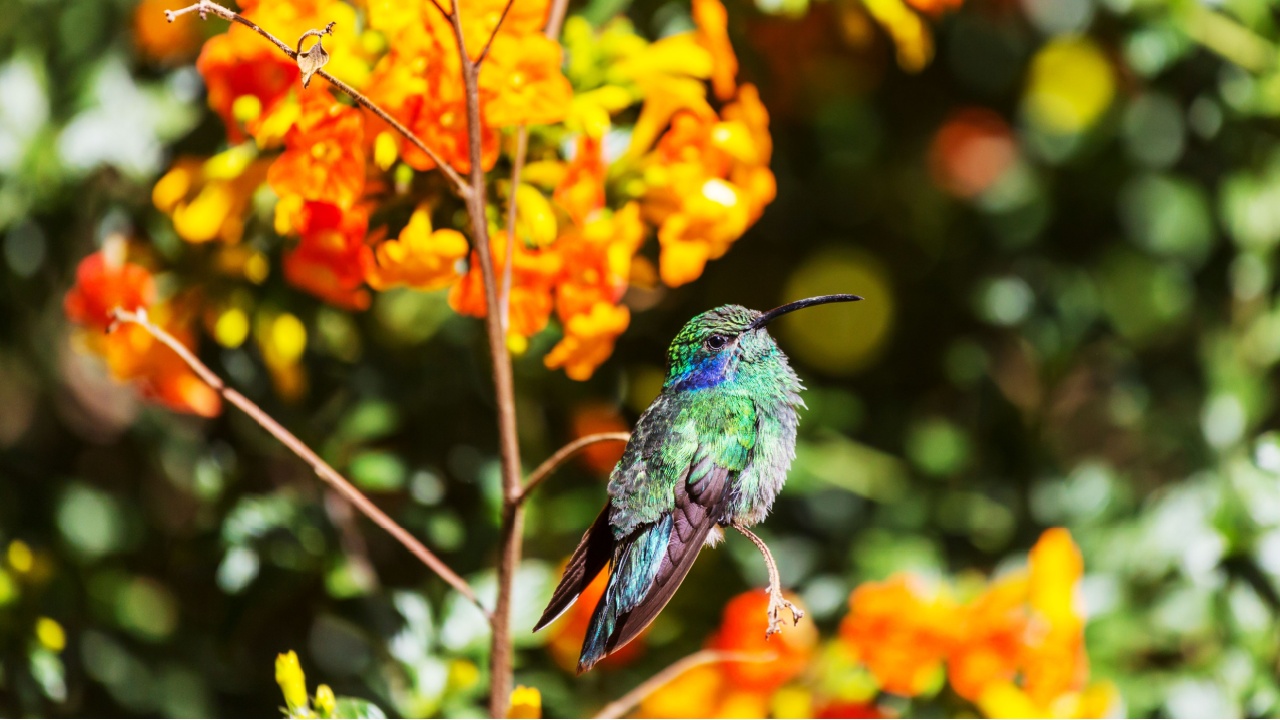 Colorful Hummingbird in Costa Rica, Central America