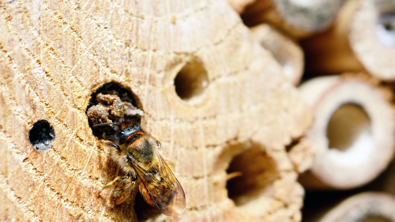  female wild bee Osmia bicornis closeing nest hole with mud at an insect hotel