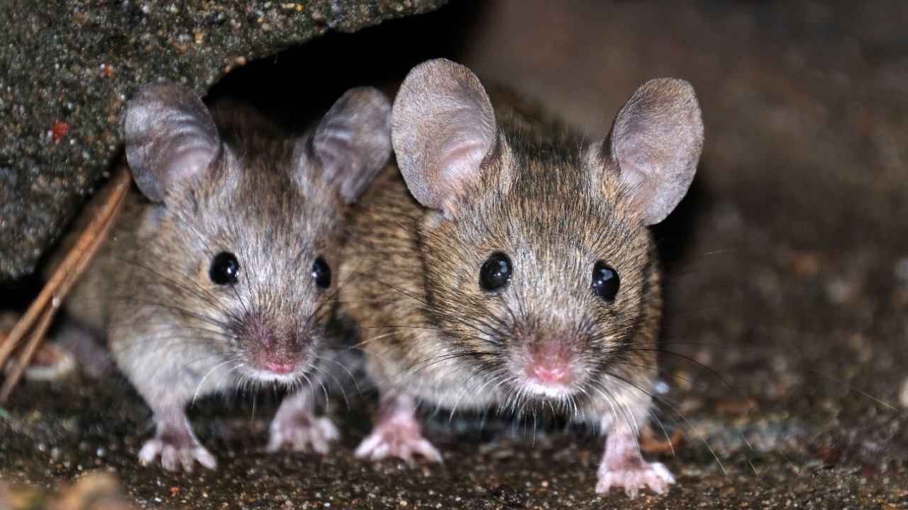 Mice feeding in urban house garden.