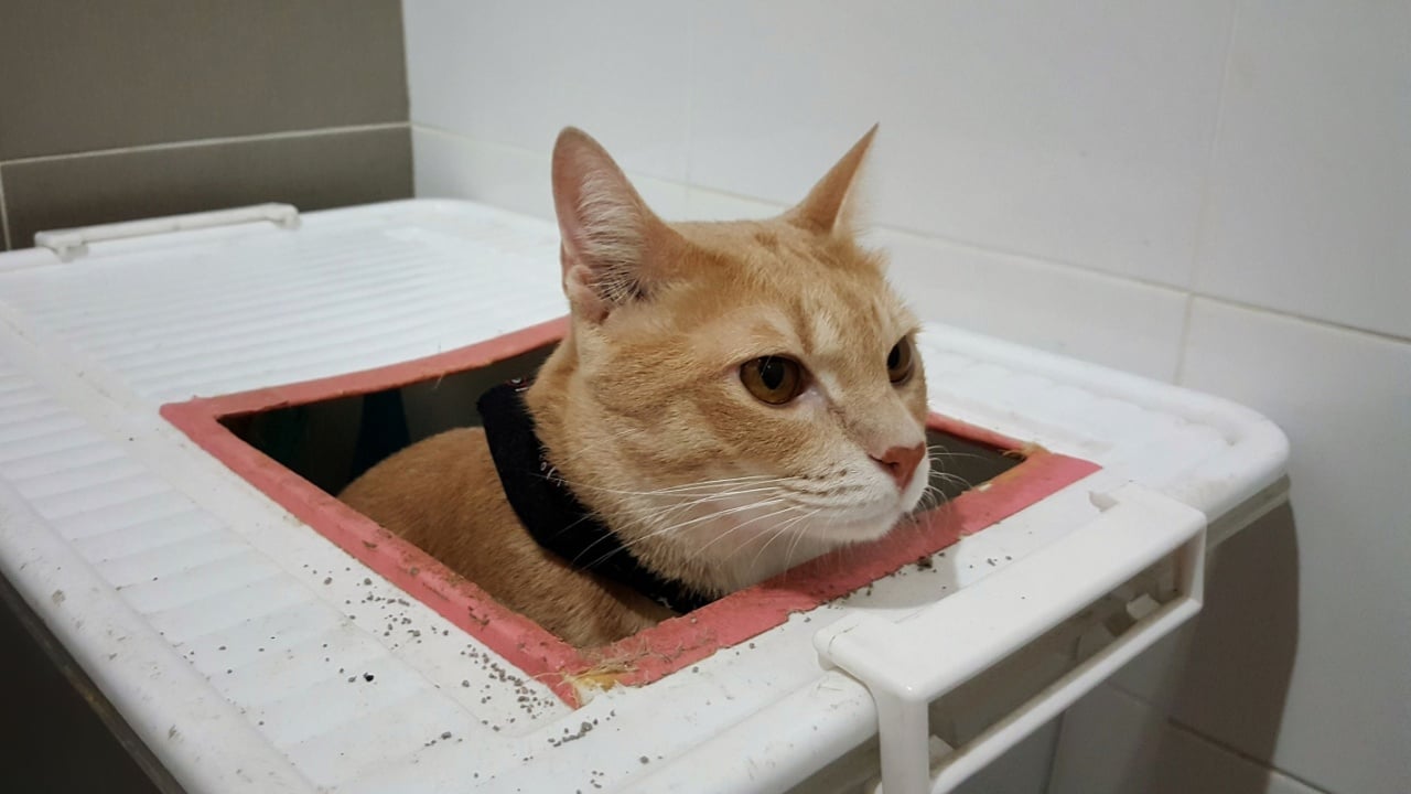A orange cat use DIY toilet.